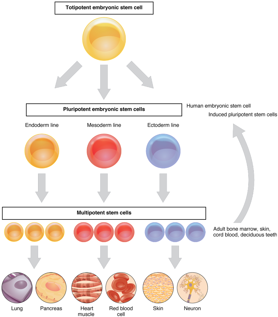 422_Feature_Stem_Cell_new