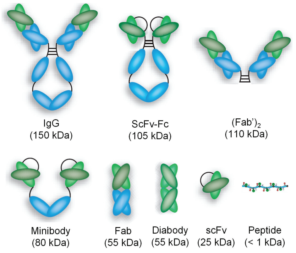 Intact_antibodies_and_a_variety_of_antibody_fragments