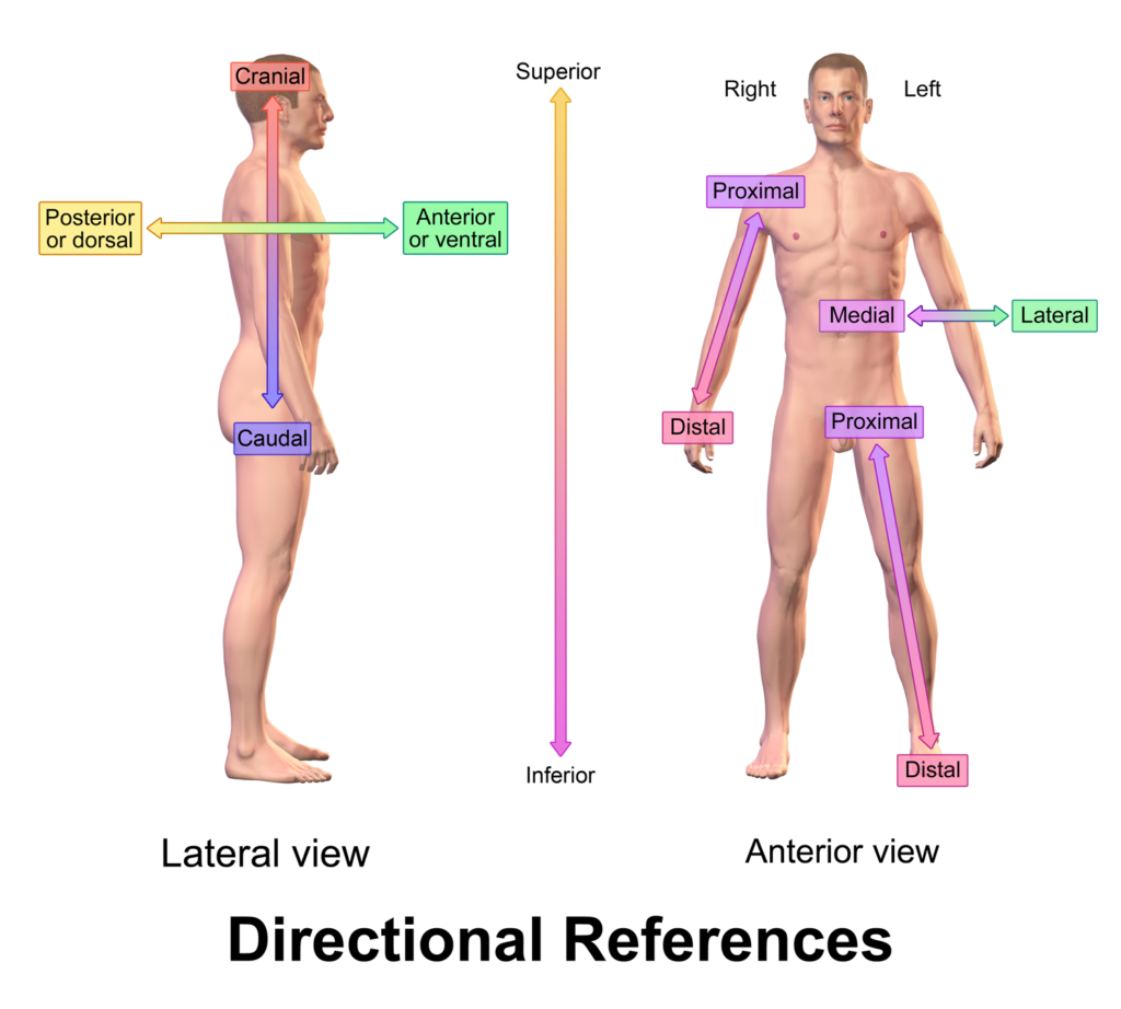 referências anatómicas