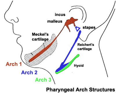 cartilagens dos arcos faríngeos