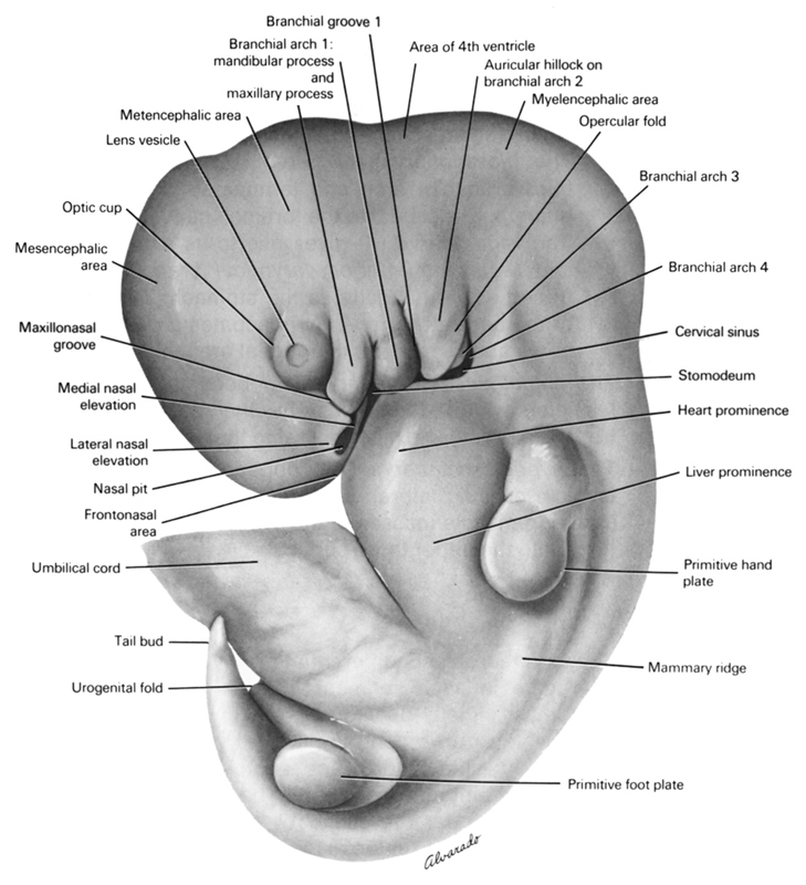 imagem de um embrião