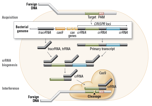 FA Cas9 Fig1 Cas9InVivo