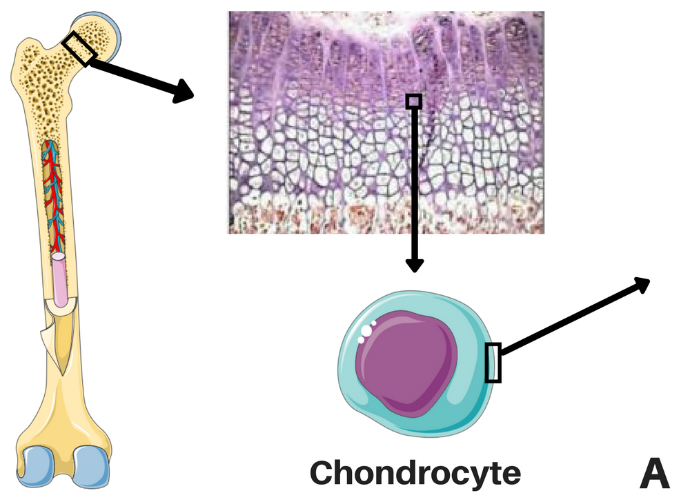 Chondrocytes in the bone A