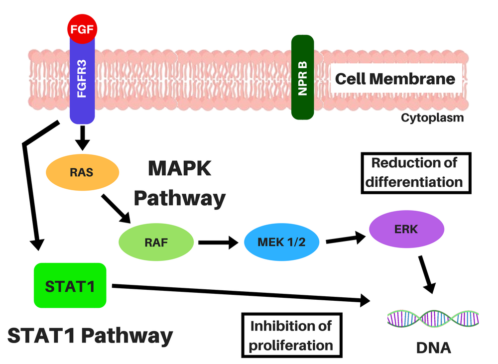 FGFR3 during achondroplasia