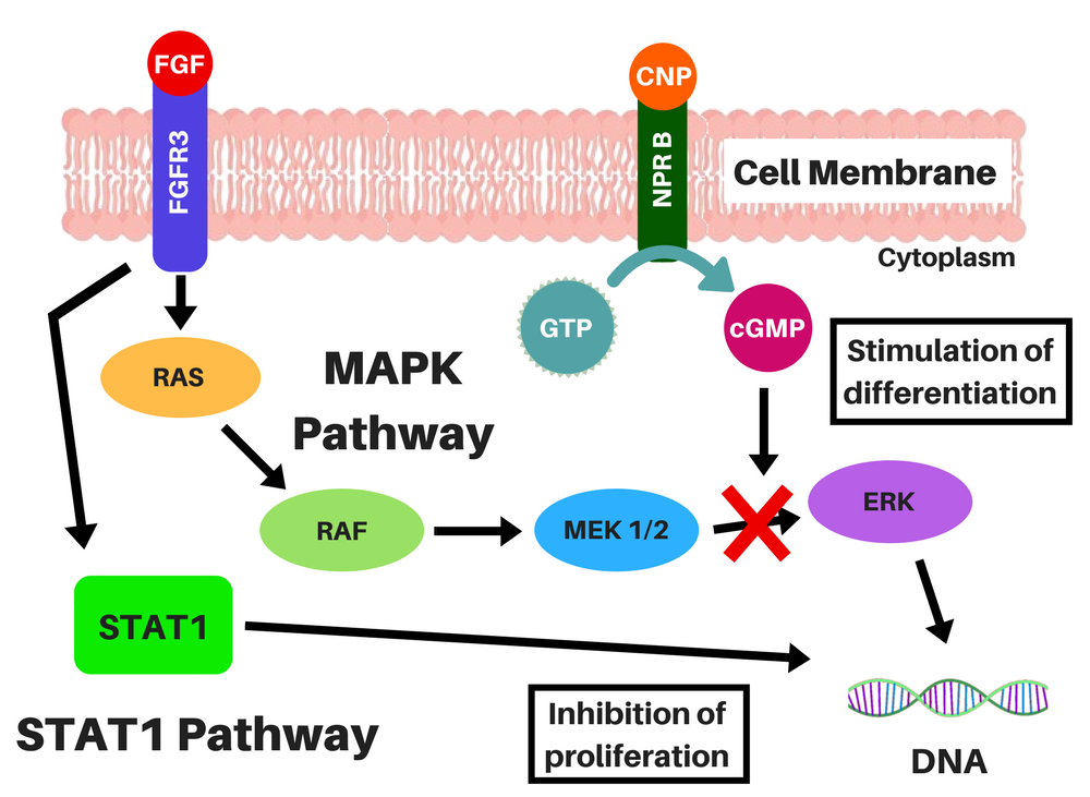 FGFR3 Signaling and MAPK Inhibition