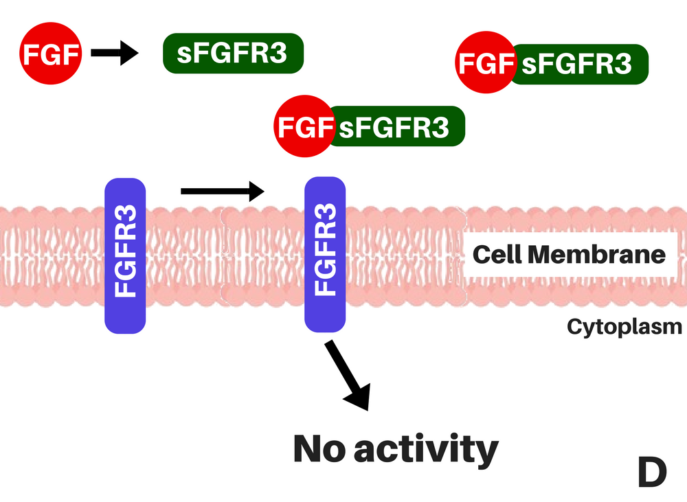 SFGFR3 Activity D