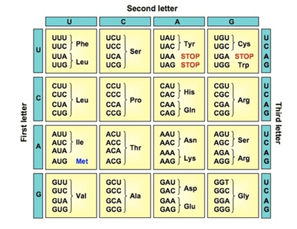 amino acids